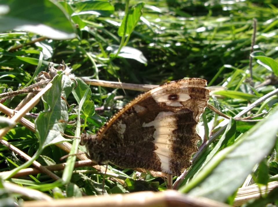 Farfalla ID