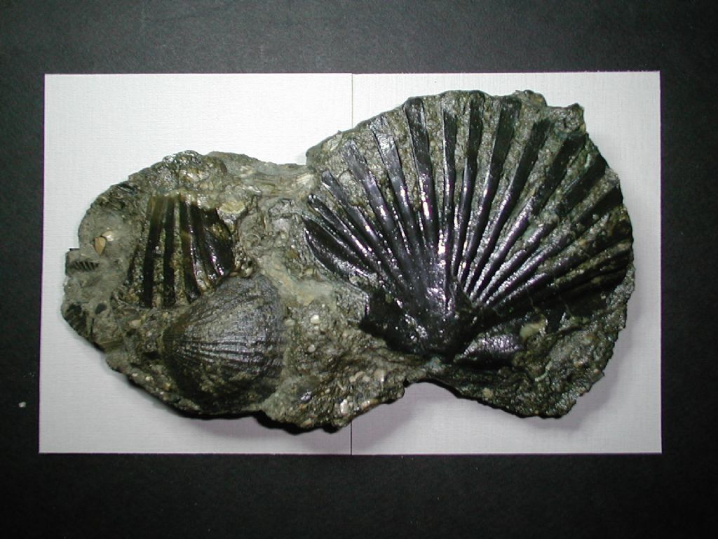 Bivalve fossile da deterrminare