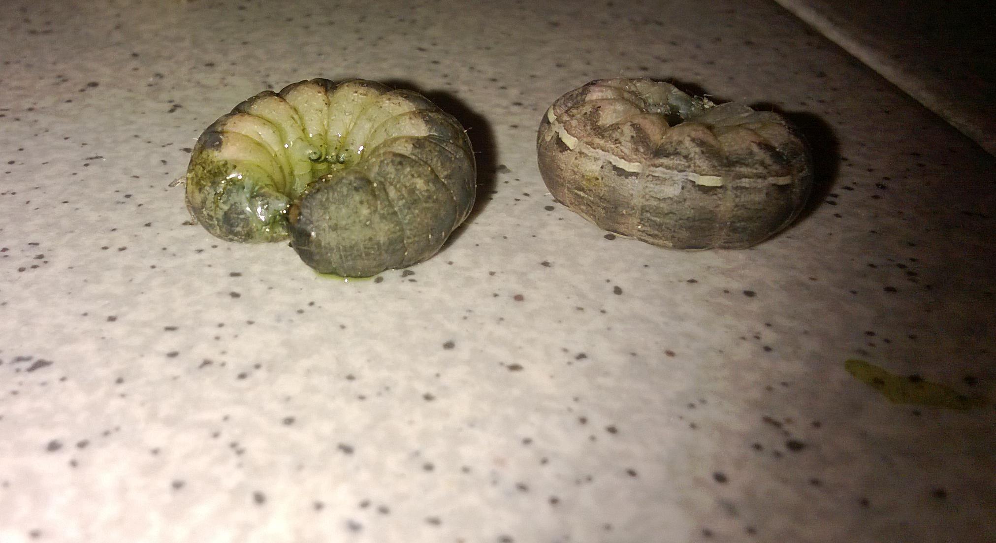 Identificazione bruchi