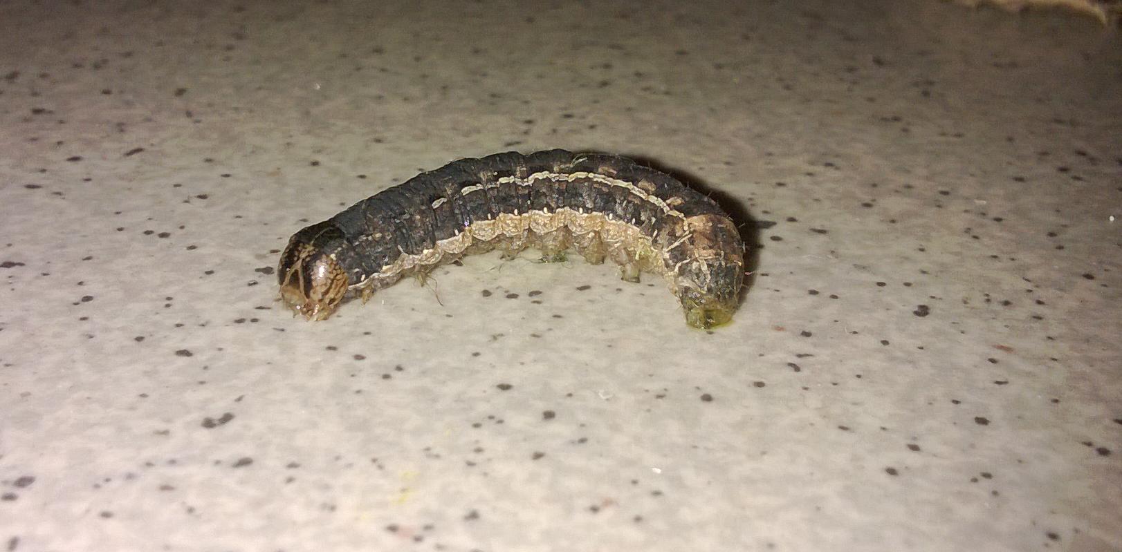 Identificazione bruchi