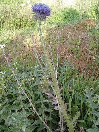 Onopordum sp.