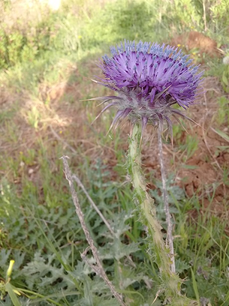 Onopordum sp.