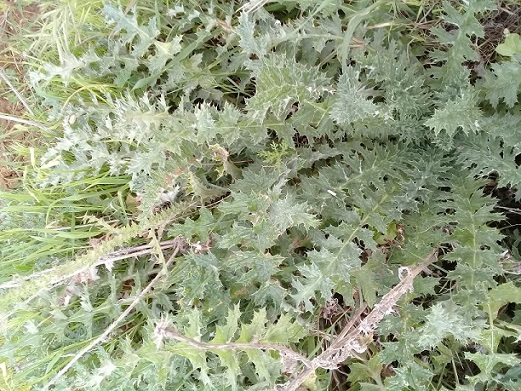 Onopordum sp.