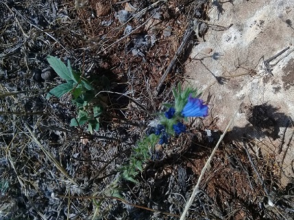 qual  la specie di questo echium