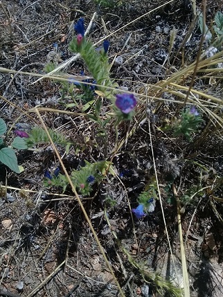 qual  la specie di questo echium