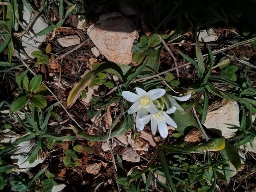 Ornithogalum sp.