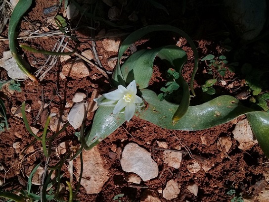 Ornithogalum sp.