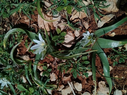 Ornithogalum sp.