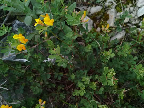 Lotus Parviflorus L.hispidus ?