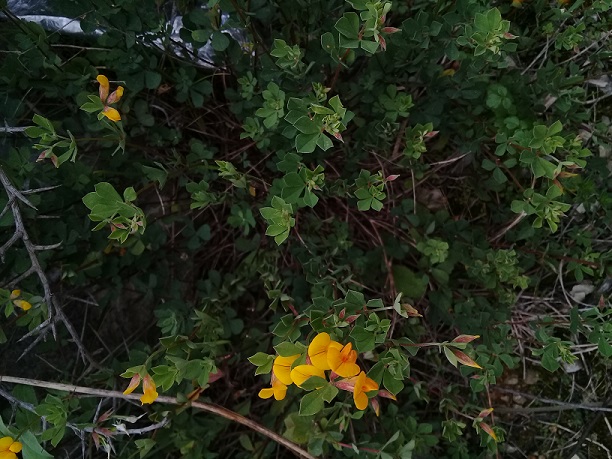 Lotus Parviflorus L.hispidus ?