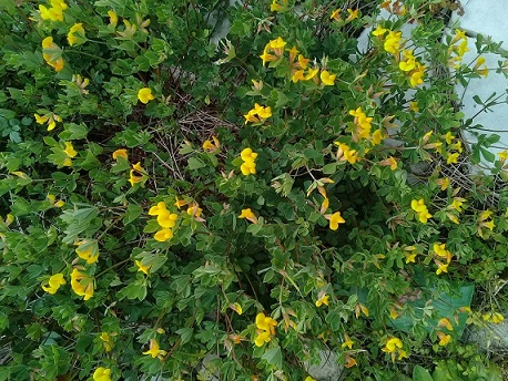 Lotus Parviflorus L.hispidus ?