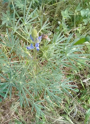 Fiore viola simile a Lupinus:  Lupinus angustifolius