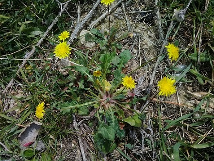 Taraxacum?  No, Crepis sancta