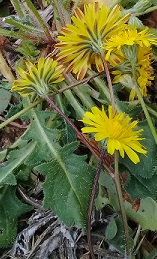 Taraxacum?  No, Crepis sancta