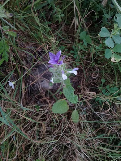 Salvia sp.  (Lamiaceae)