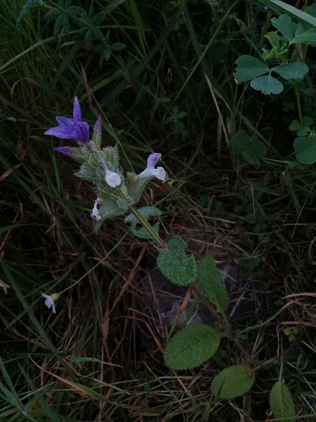 Salvia sp.  (Lamiaceae)