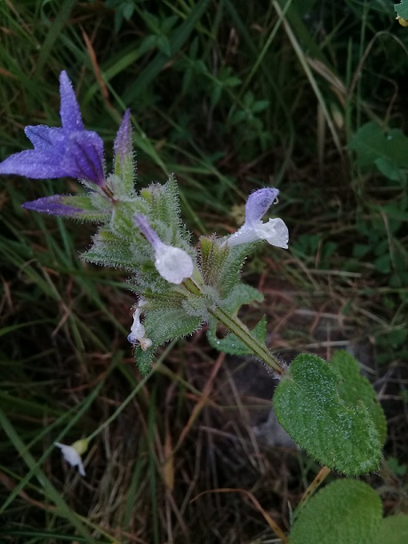 Salvia sp.  (Lamiaceae)