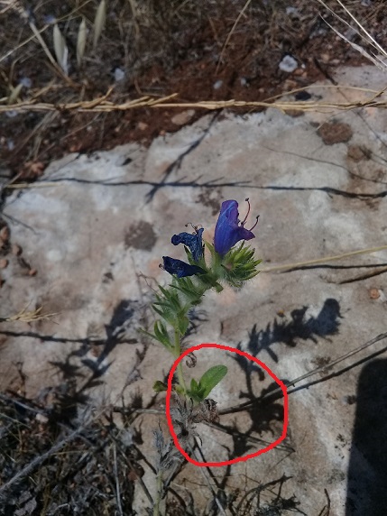 qual  la specie di questo echium