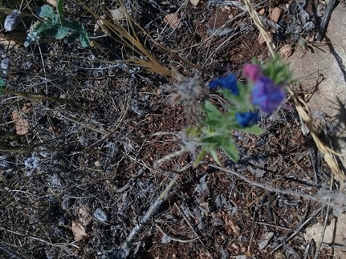 qual  la specie di questo echium