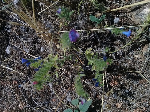 qual  la specie di questo echium