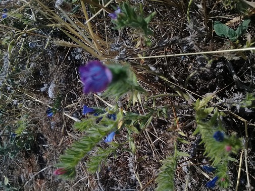 qual  la specie di questo echium