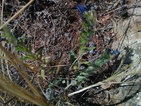 qual  la specie di questo echium