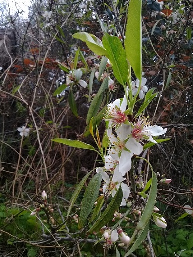 albero con fiori e senza foglie