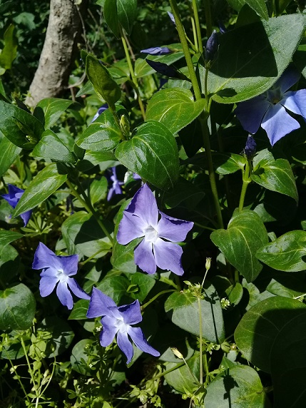 fiore viola