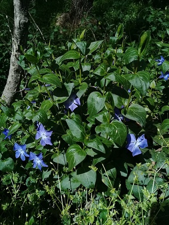 fiore viola