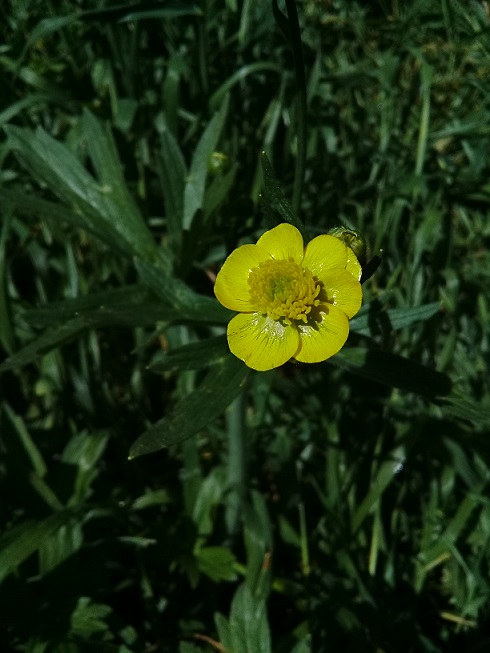 Ranunculus sp.