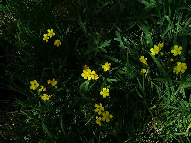 Ranunculus sp.