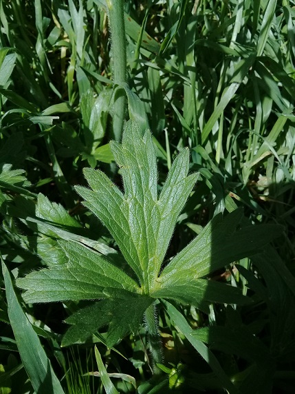 Ranunculus sp.