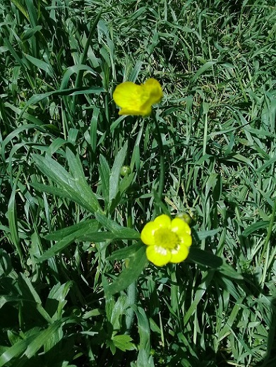 Ranunculus sp.