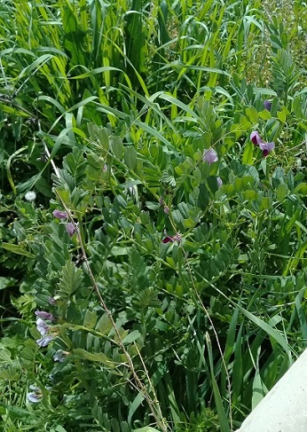 Vicia sativa