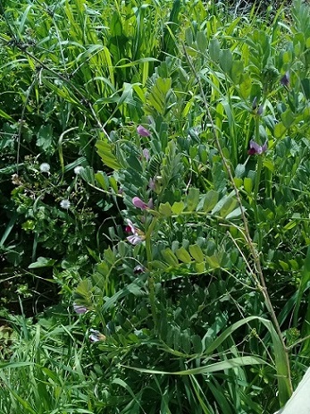 Vicia sativa