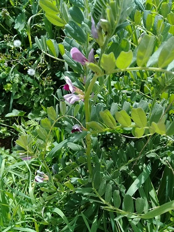 Vicia sativa