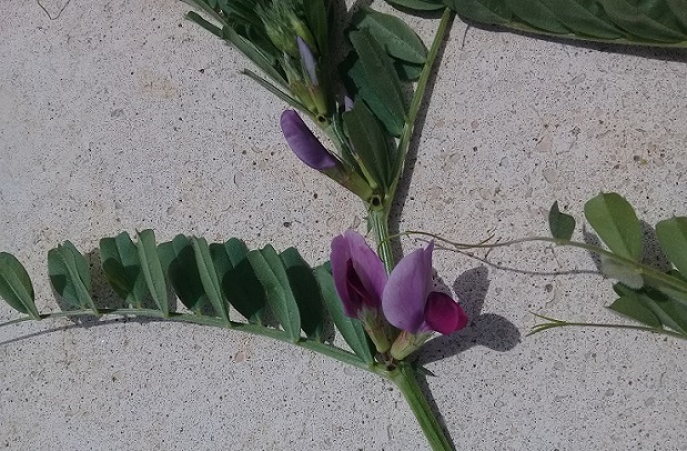 Vicia sativa