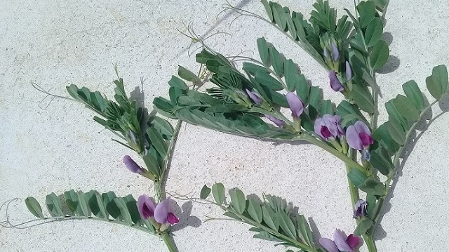 Vicia sativa