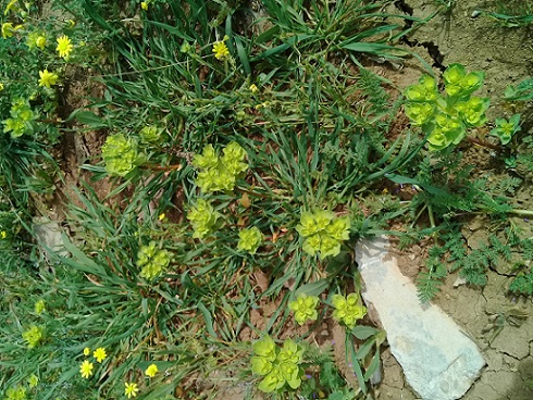 quale Euforbia? Euphorbia helioscopia