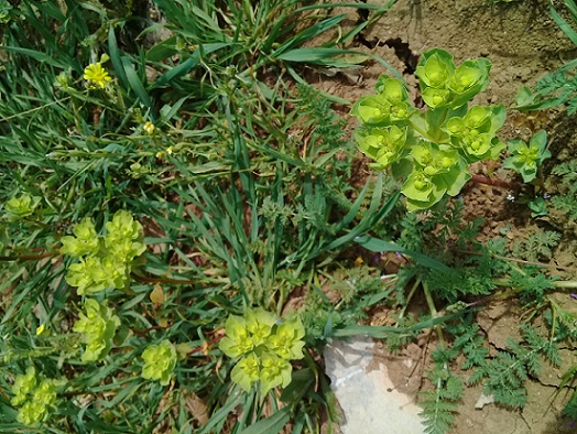 quale Euforbia? Euphorbia helioscopia