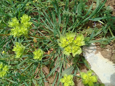 quale Euforbia? Euphorbia helioscopia