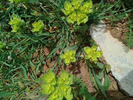 quale Euforbia? Euphorbia helioscopia