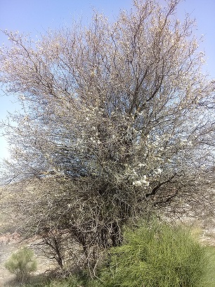 albero con fiori e senza foglie