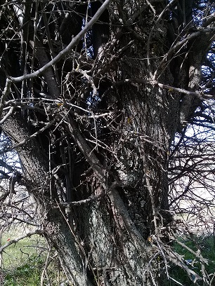 albero con fiori e senza foglie