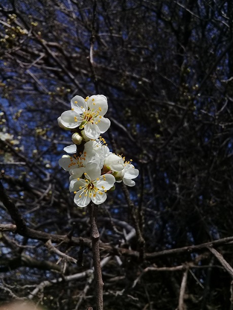 albero con fiori e senza foglie