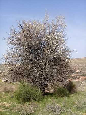 albero con fiori e senza foglie