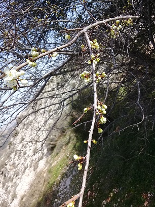 albero con fiori e senza foglie