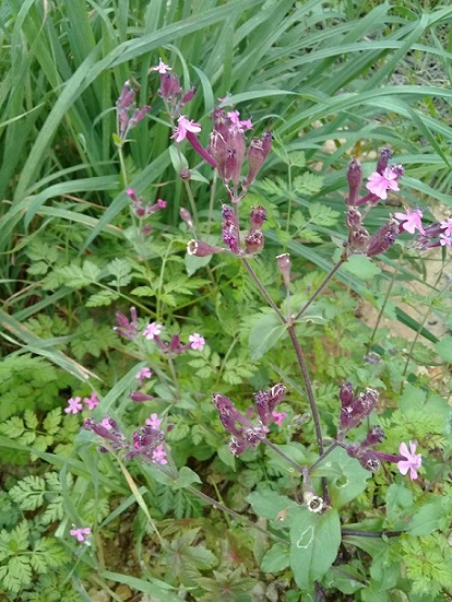 Selin come il colore delle bacche:  Silene armeria