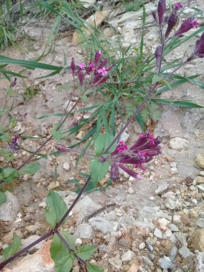 Selin come il colore delle bacche:  Silene armeria