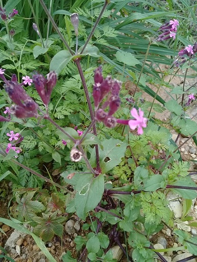 Selin come il colore delle bacche:  Silene armeria